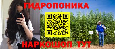 шишки Гай